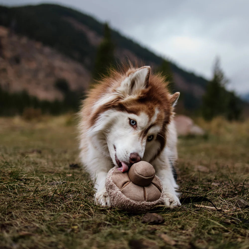 Lambwolf-Hundespielzeug-Guu-Hund3