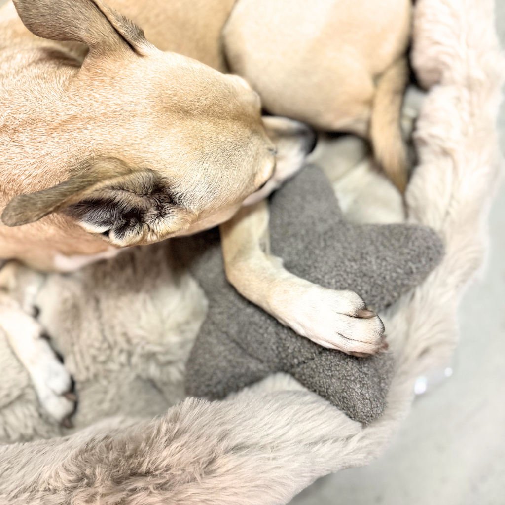 Lillabel-Woofstuff-Schnueffelstern-Mood7