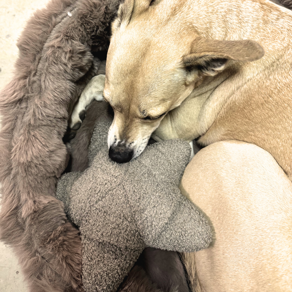 Lillabel-Woofstuff-Schnueffelstern-Mood9