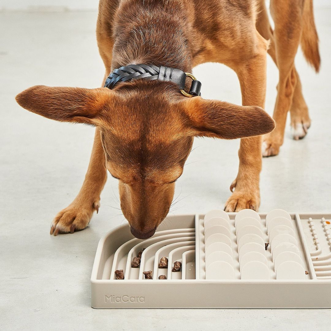 MiaCara-Beschäftigungsspielzeug-Aperitivo-Greige-Hund3