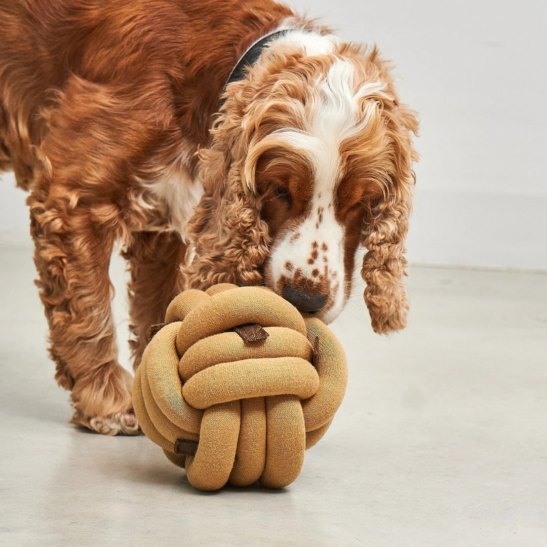 MiaCara-Beschäftigungsspielzeug-Tubo-Curry-Hund2