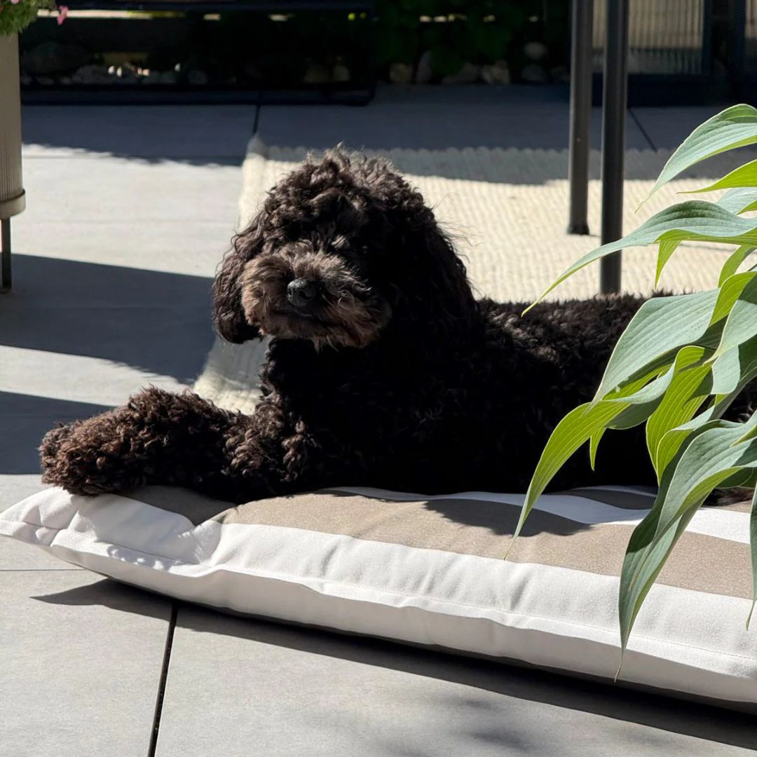 MiaCara-Giardino-Hundekissen-Outdoor-OffWhite-Taupe-Hund3