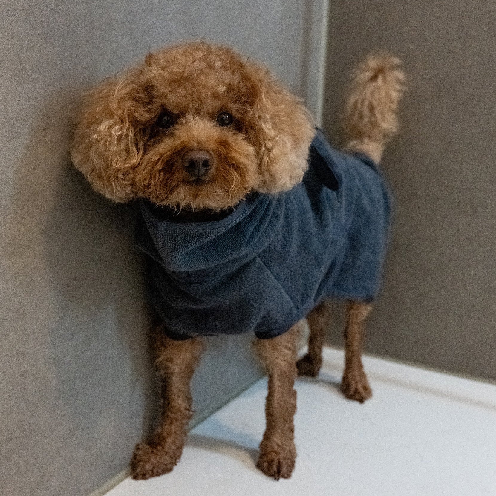 MiaCara-Hundebademantel-Bagno-Midnight-Hund