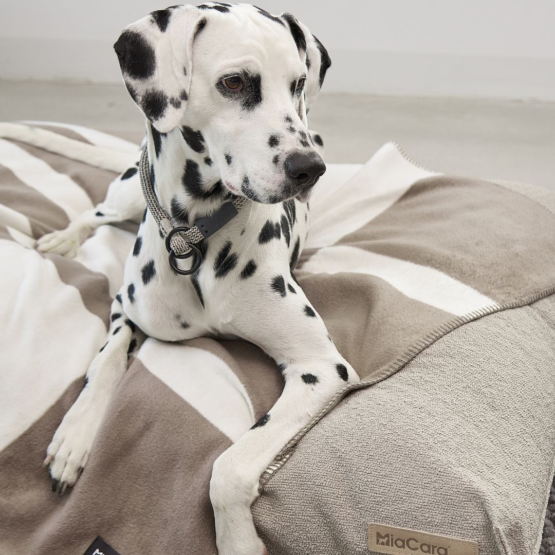 MiaCara-Hundedecke-Blocco-Taupe-Natur-Hund3