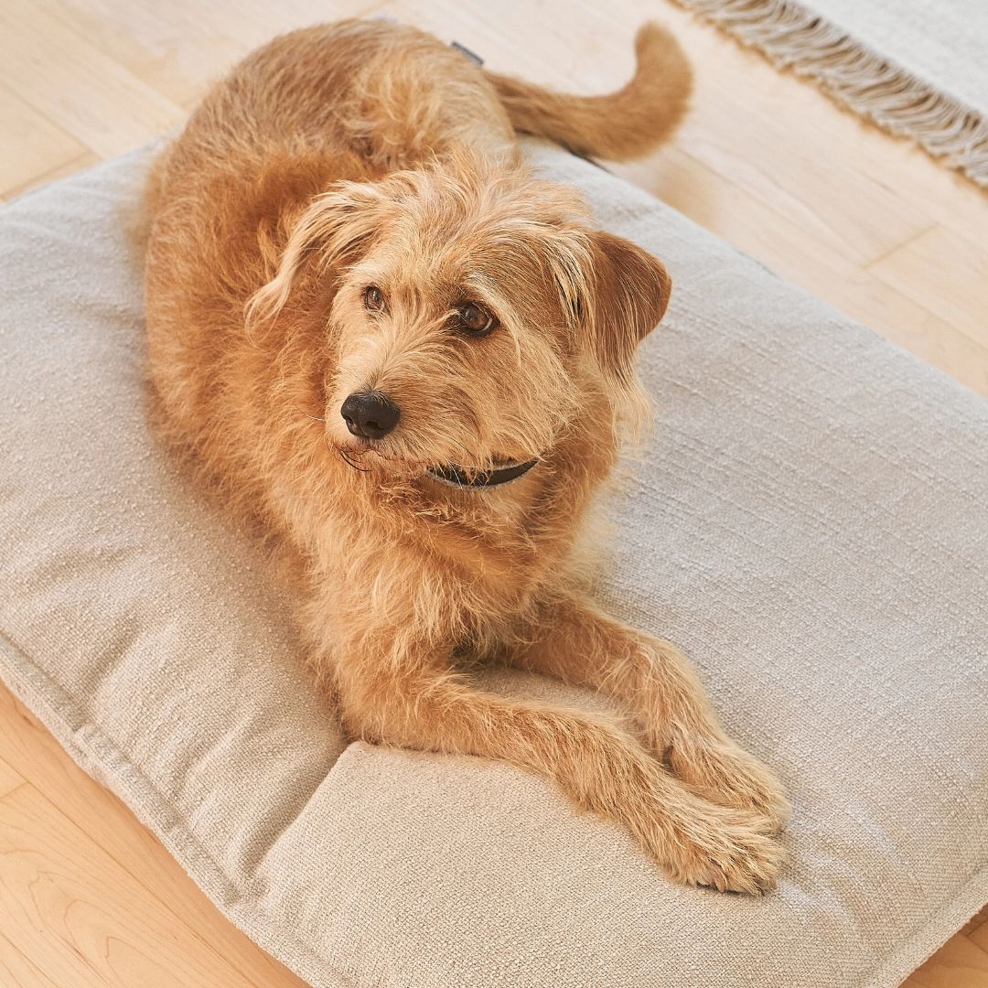 MiaCara-Hundekissen-Campo-Greige-Hund2
