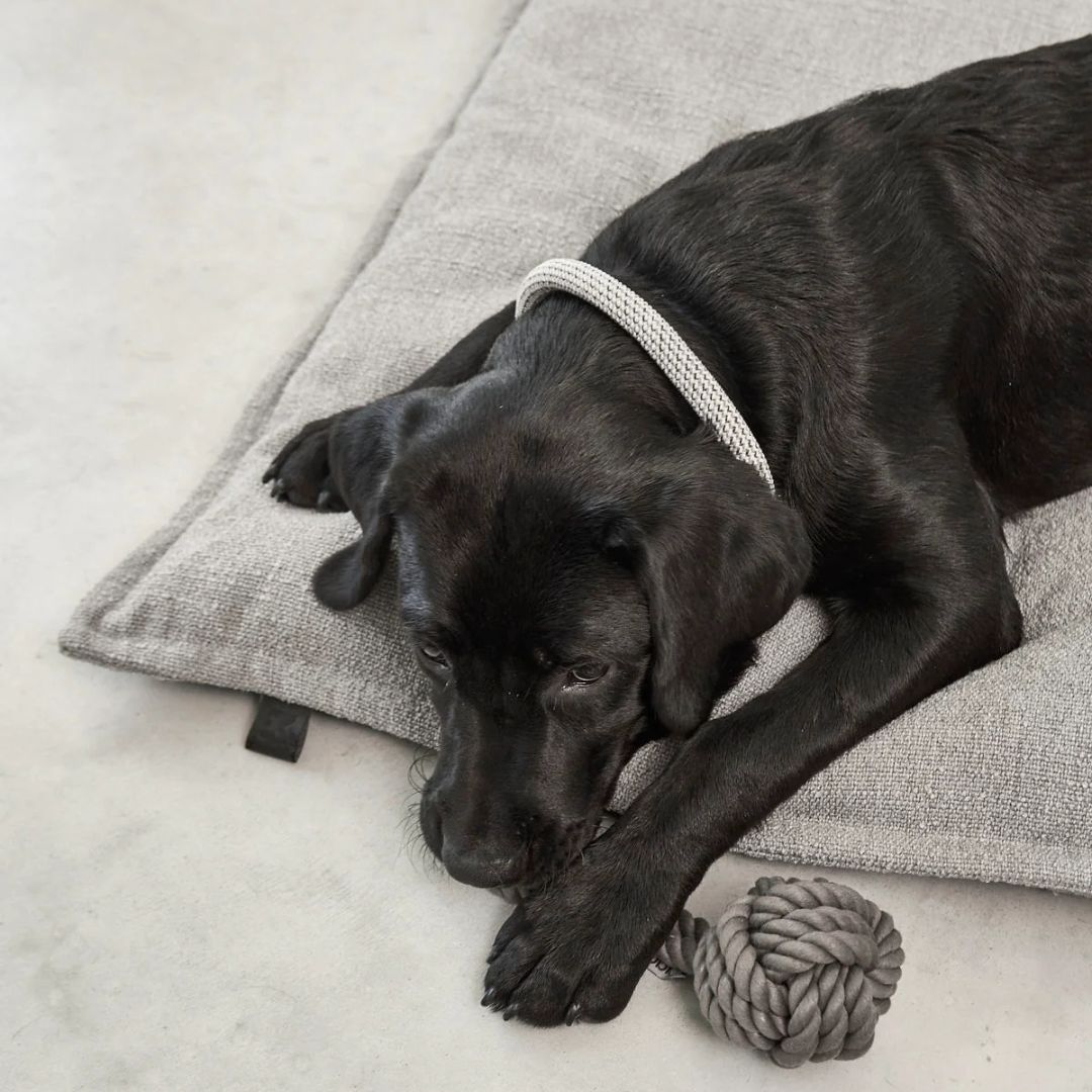 MiaCara-Hundekissen-Campo-Kiesel-Hund4
