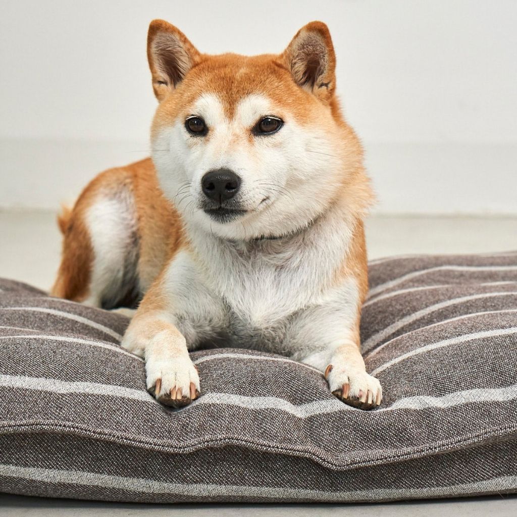 MiaCara-Hundekissen-Slim-Riga-Schokolade-Greige-Hund