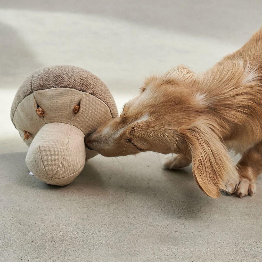MiaCara-Schnüffelspielzeug-Foresta-Pilz-Mood2