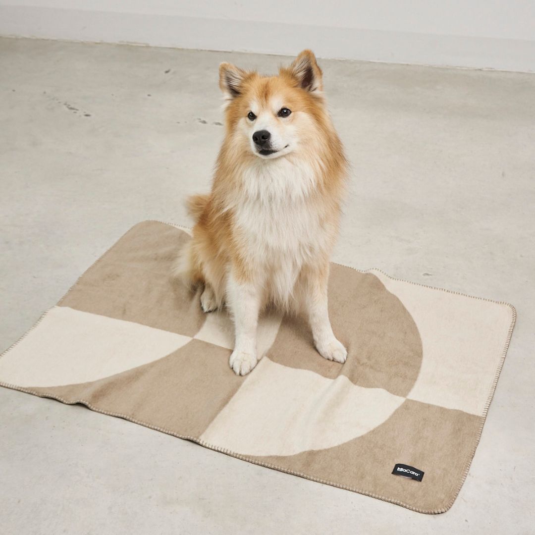 Miacara-Ponte-Hundedecke-Nougat-Hund-2