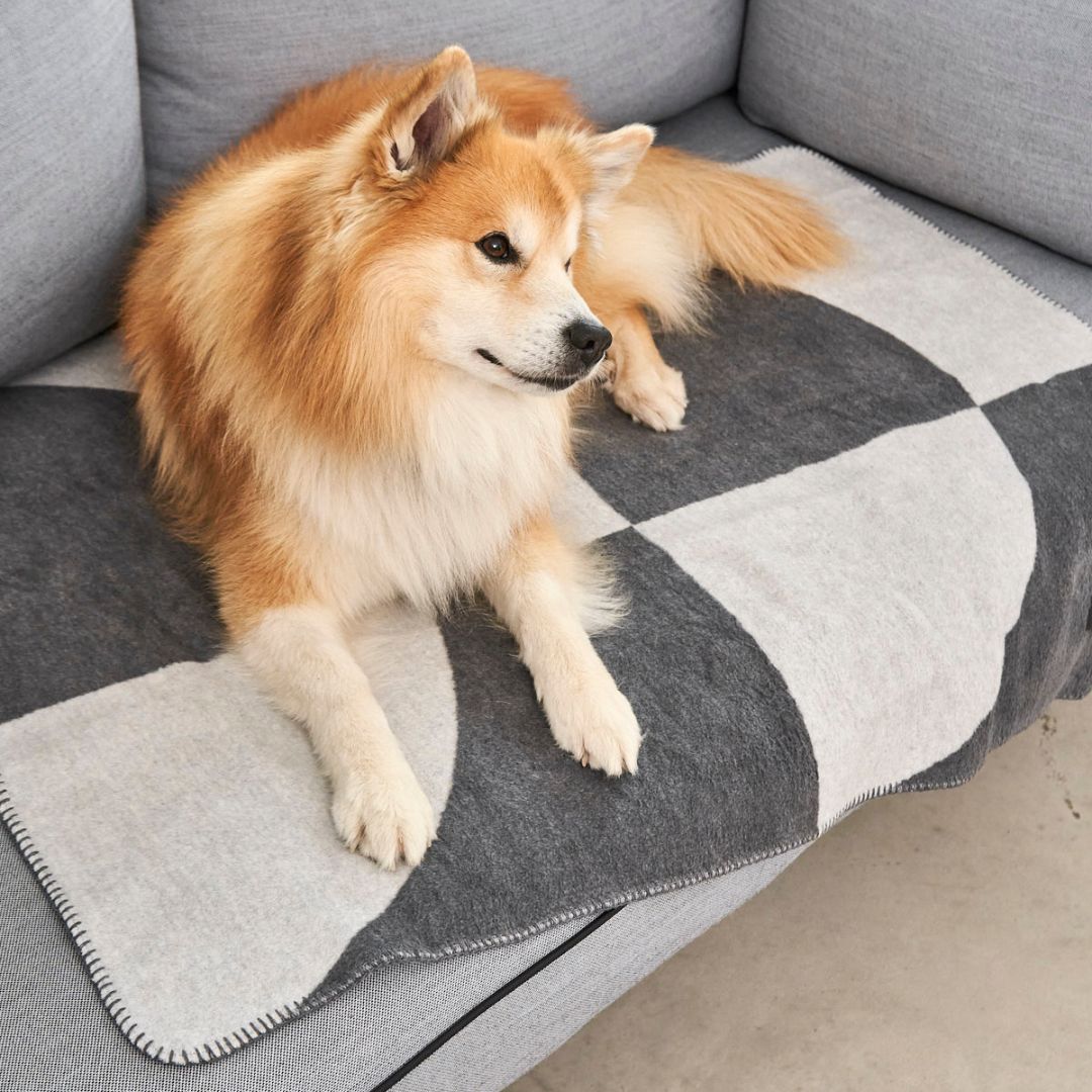Miacara-Ponte-Hundedecke-Schiefer-Hund-3