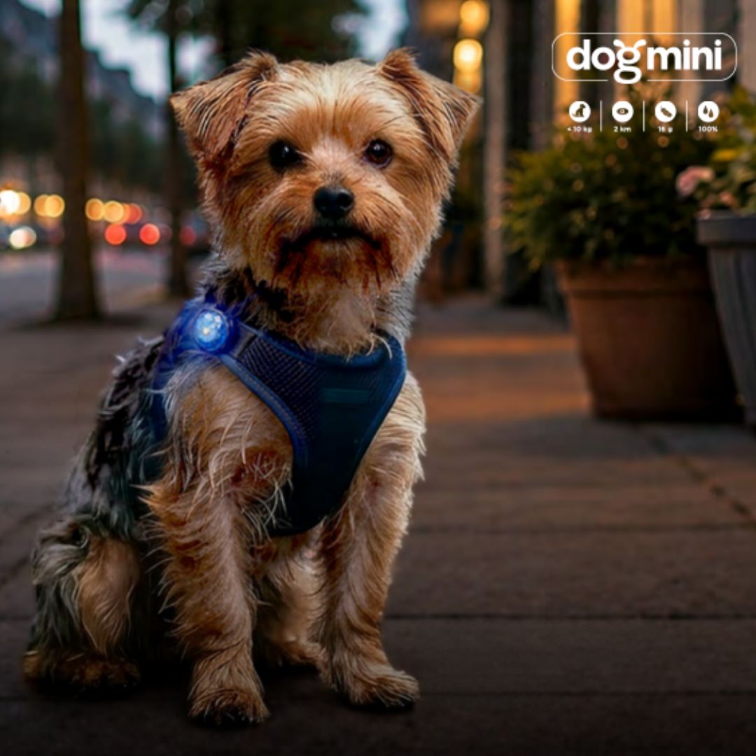Orbiloc-Dog-Mini-Safety-Light-Mood2
