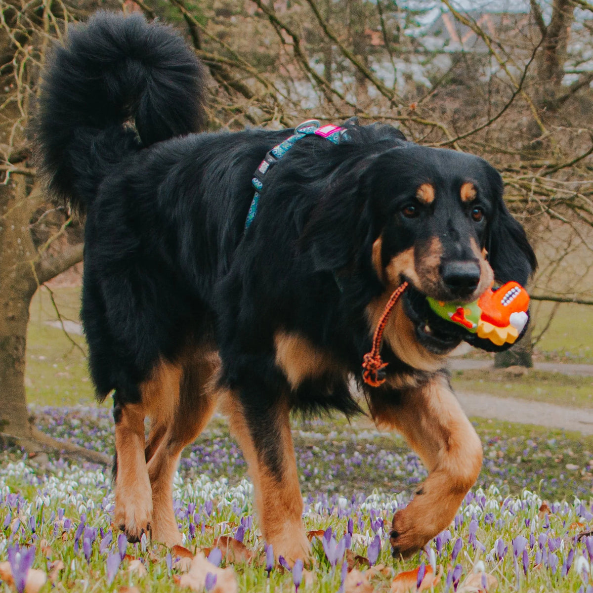 Hundespielzeug Otto The Dino