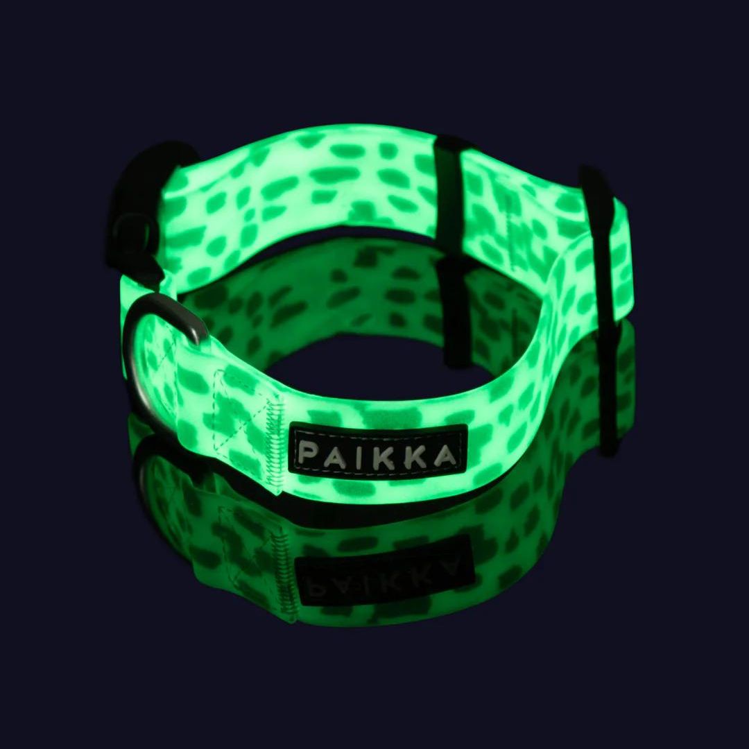 Paikka-Hundehalsband-Glow-2.0-leuchtend