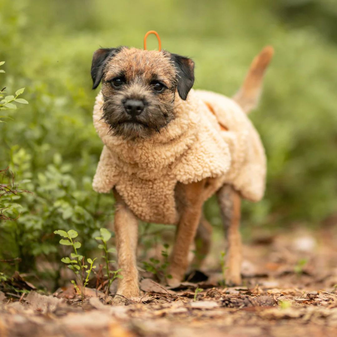 Paikka-Hundepullover-Sherpa-Taupe-Hund3