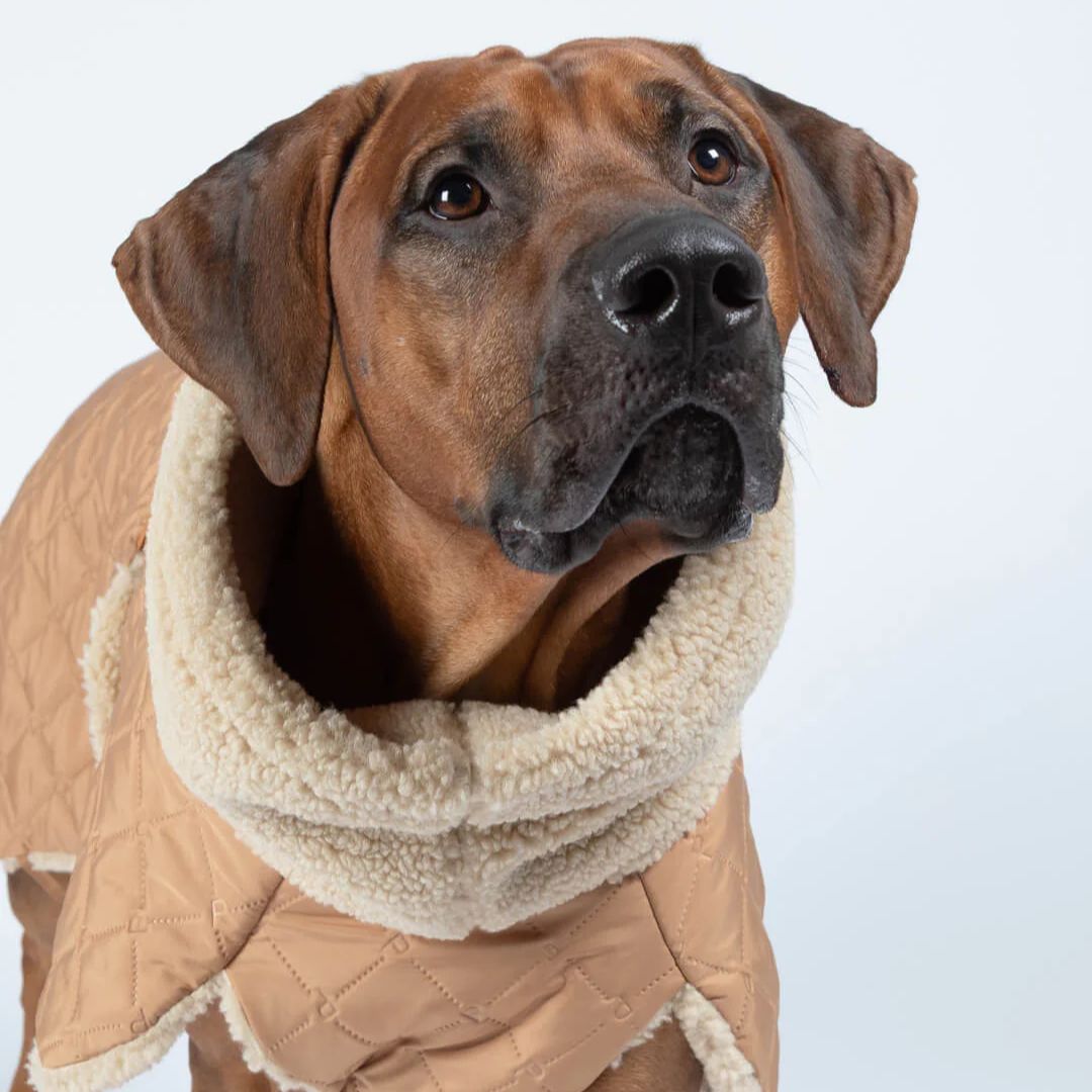 Paikka-Hundewintermantel-Sherpa-Camel-Hund2