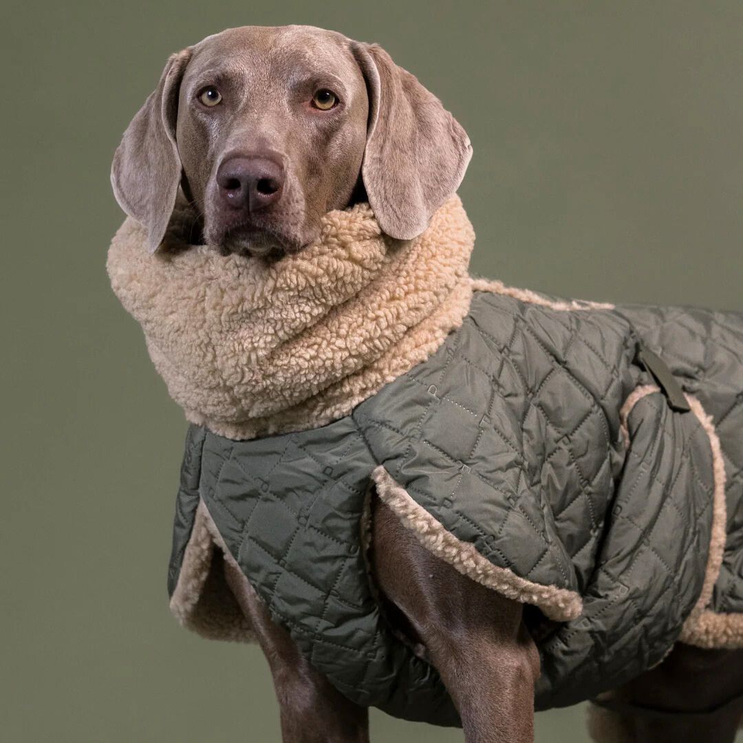 Paikka-Hundewintermantel-Sherpa-Olive-Hund