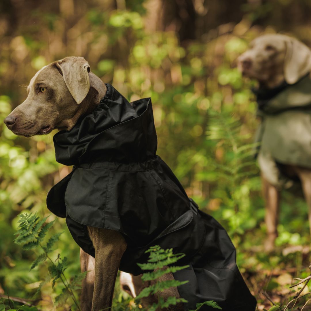 Paikka-Recovery-Raincoat-Black-Hund