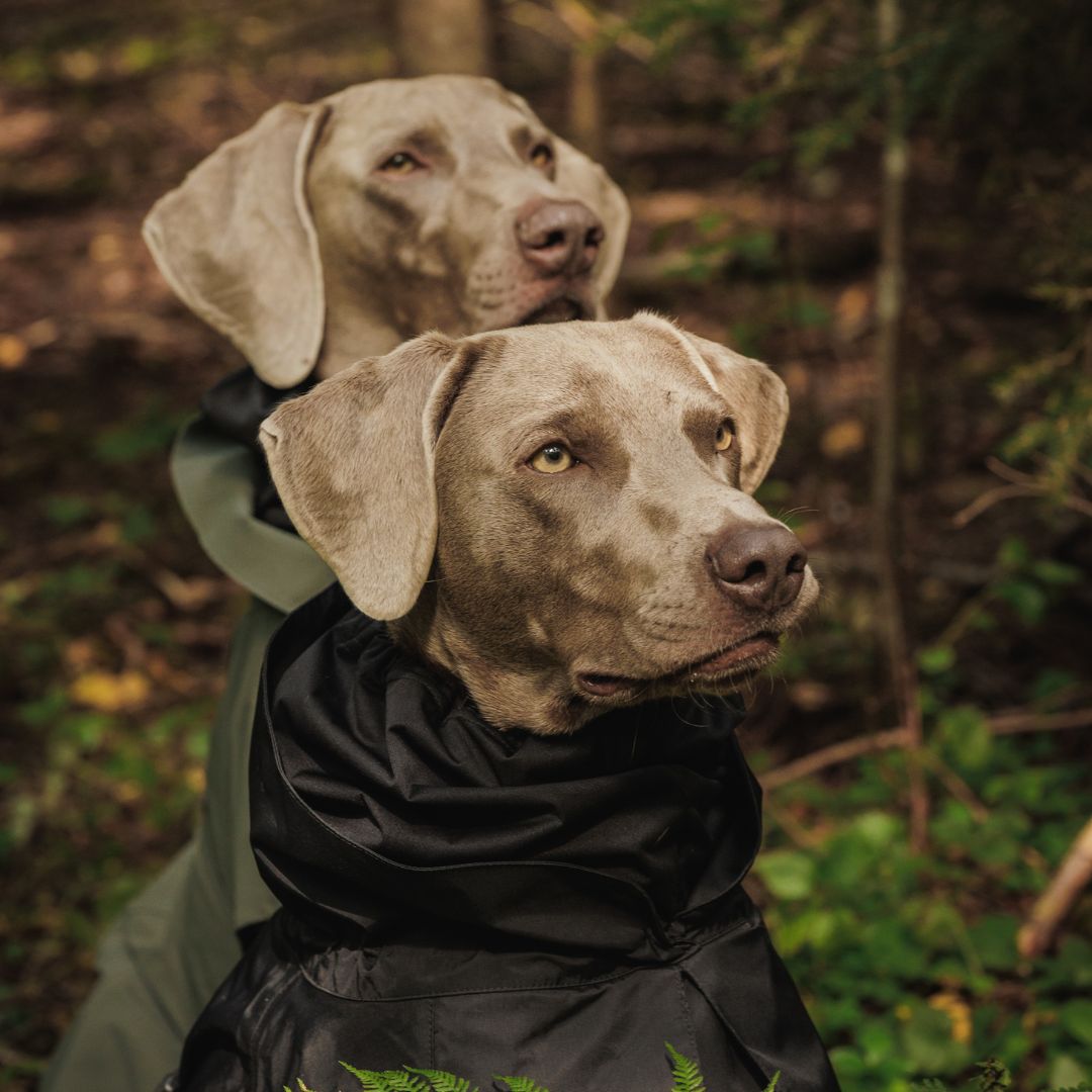 Paikka-Recovery-Raincoat-Black-Hund6