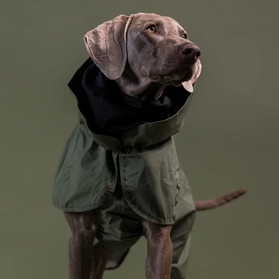 Paikka-Reflektierender-Hunderegenmantel-Green-Hund