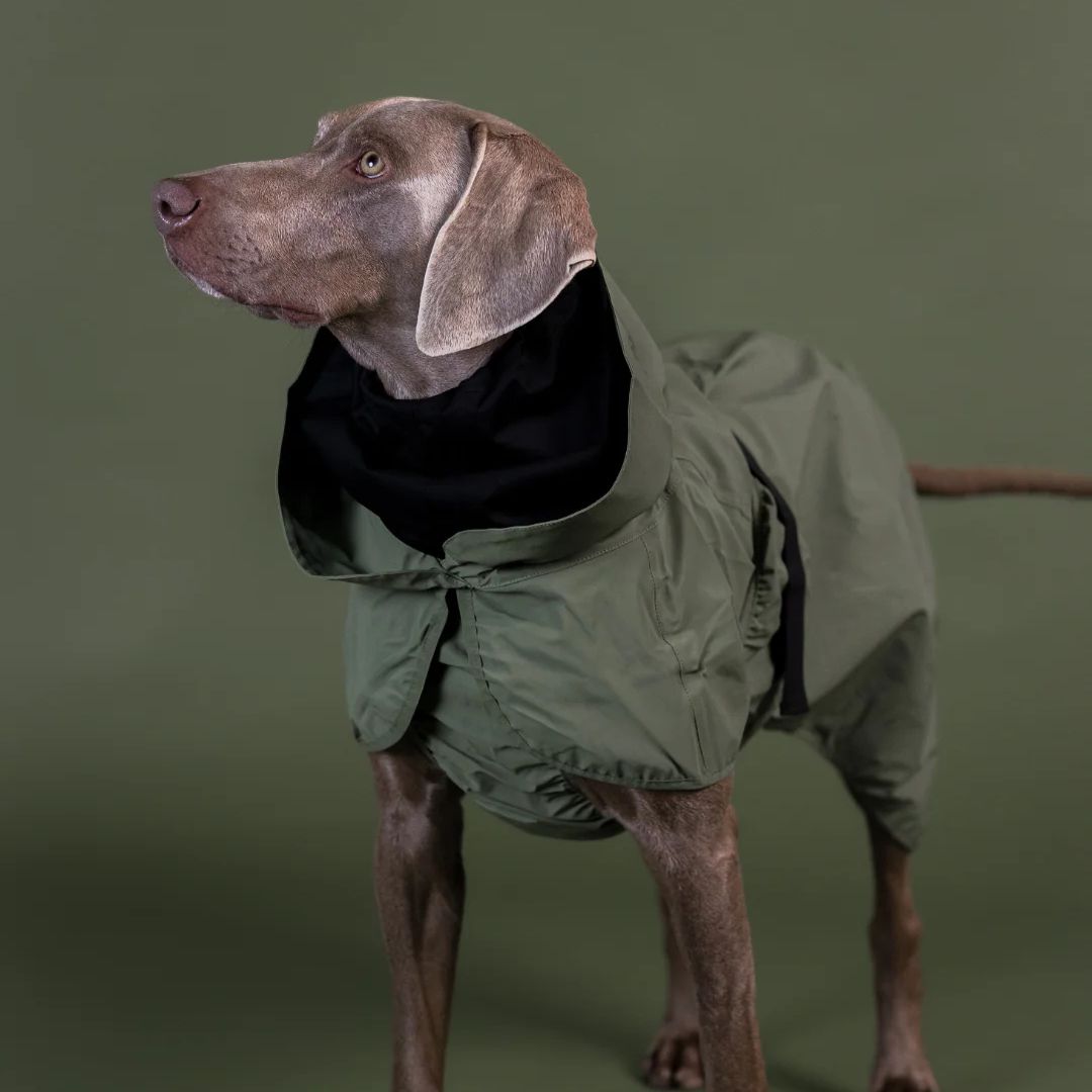 Paikka-Reflektierender-Hunderegenmantel-Green-Hund3