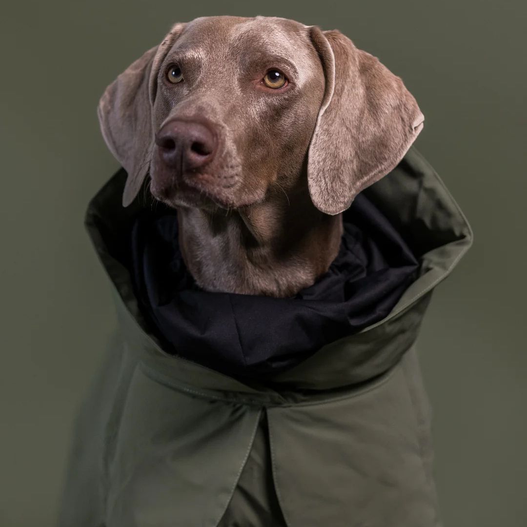Paikka-Visibility-Hundewintermantel-Wool-Green-Hund2
