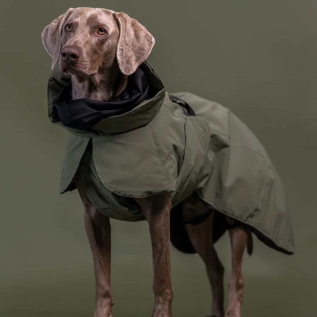 Paikka-Visibility-Hundewintermantel-Wool-Green-Hund3