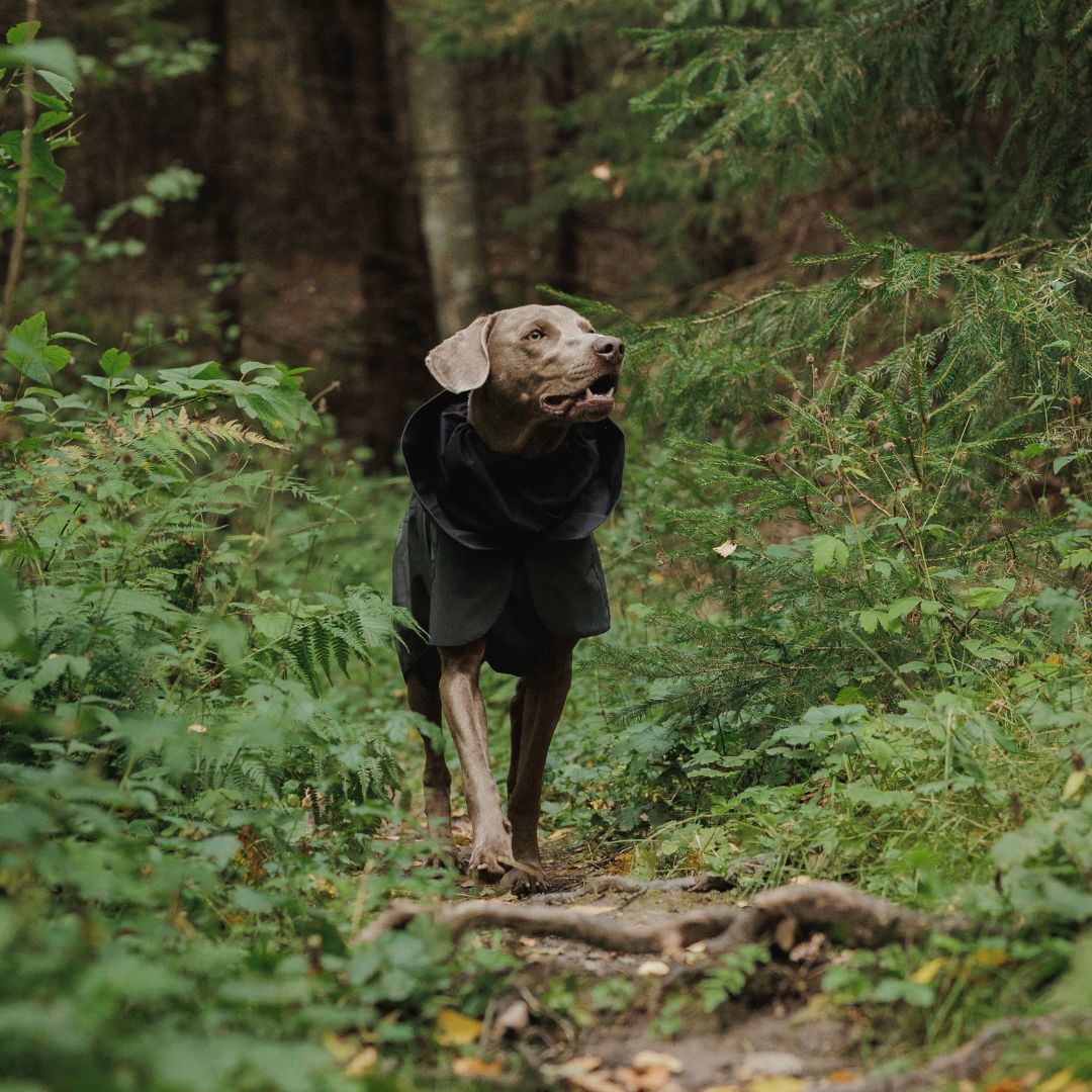 Paikka-Visibility-Raincoat-Seawool-Dark-Hund-3