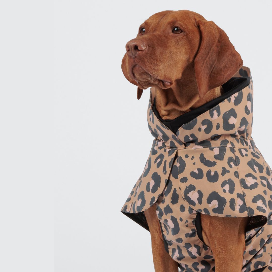 Paikka-reflektierender-Hunderegenmantel-Leo-Hund5
