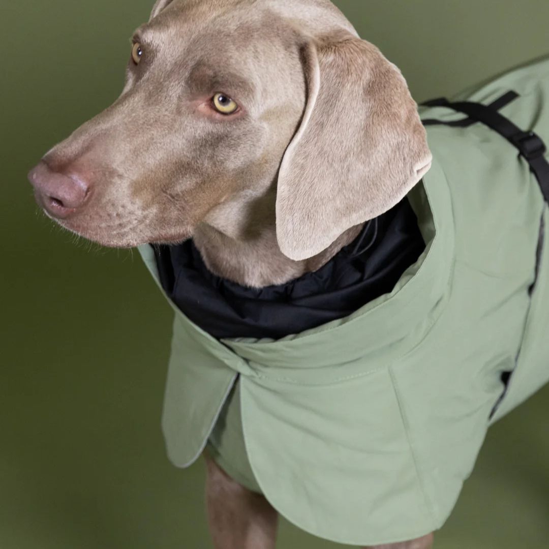 Paikka-vollreflektierender-Hundemantel-green-Hund