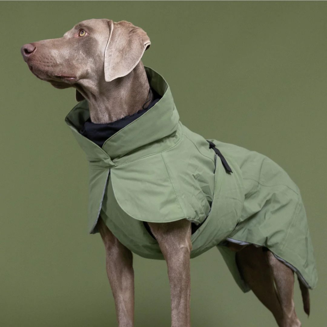 Paikka-vollreflektierender-Hundemantel-green-Hund3