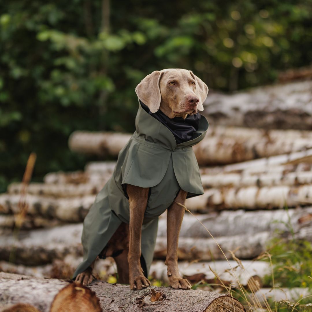 Paikka-vollreflektierender-Hunderegenmantel-Thyme-Hund