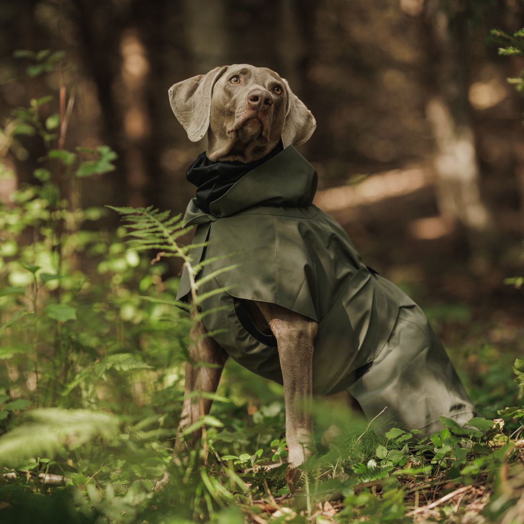 Paikka-vollreflektierender-Hunderegenmantel-Thyme-Hund3