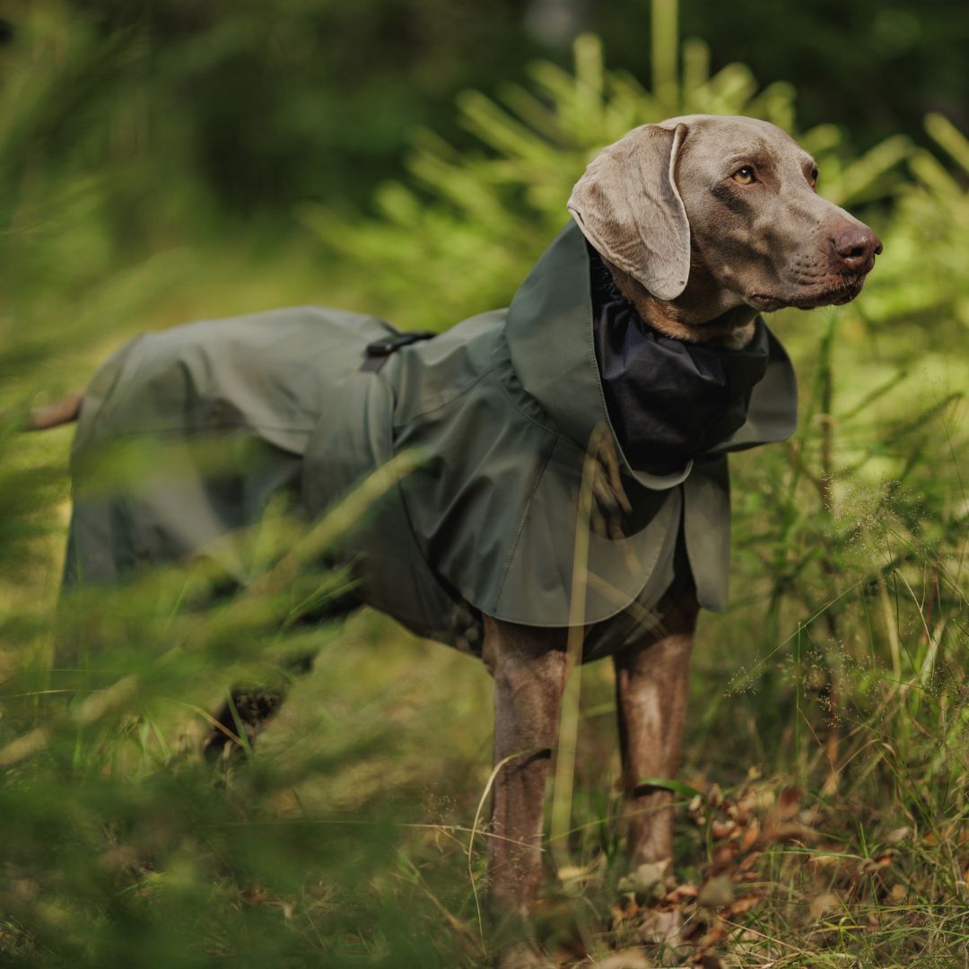 Paikka-vollreflektierender-Hunderegenmantel-Thyme-Hund4