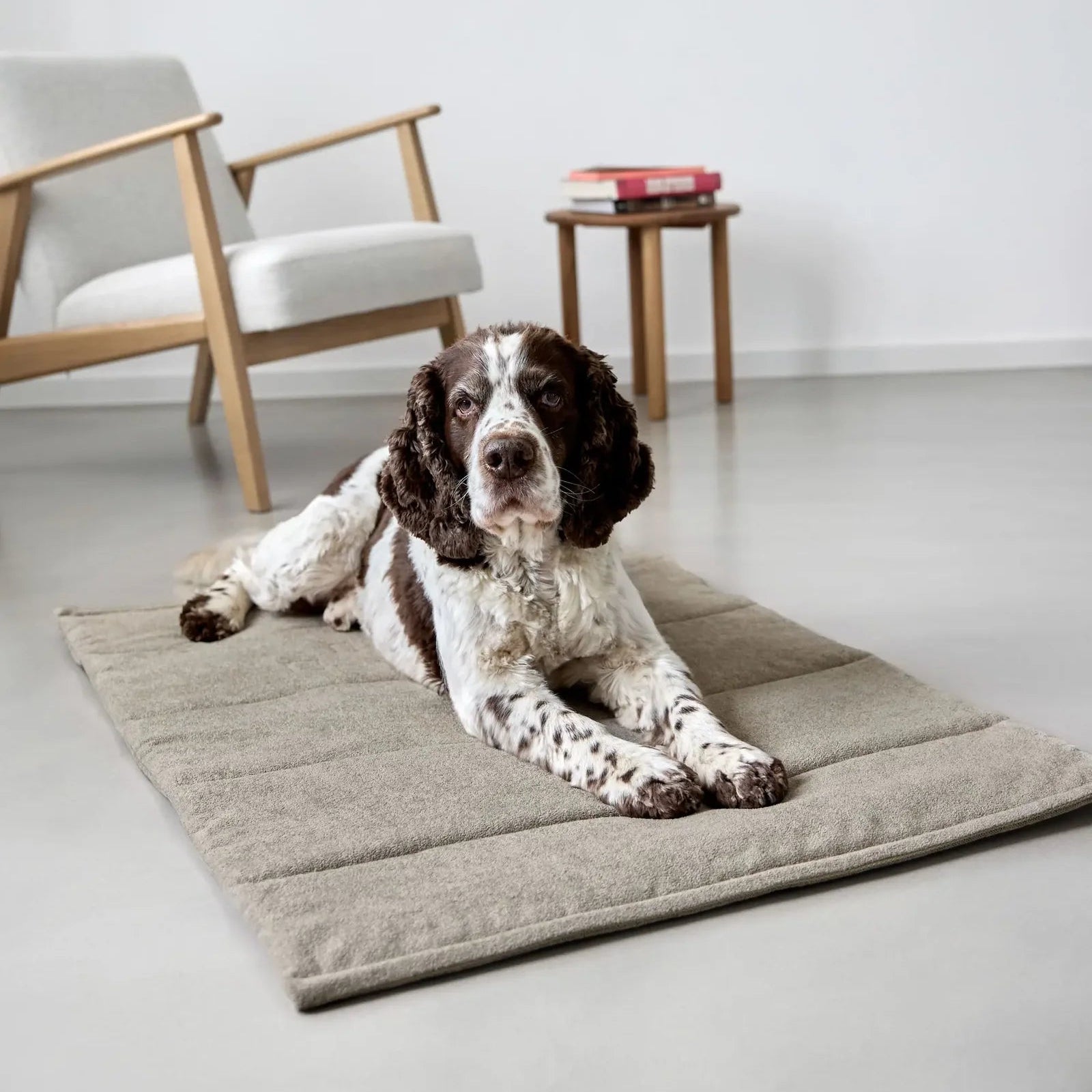 Palopa-Hundematte-Alma-Hund