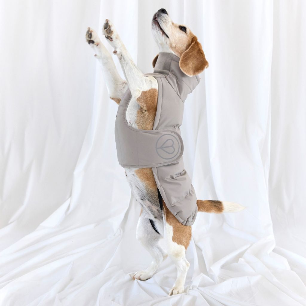 Palopa-Hundewintermantel-Nolia-Taupe-Hund-2