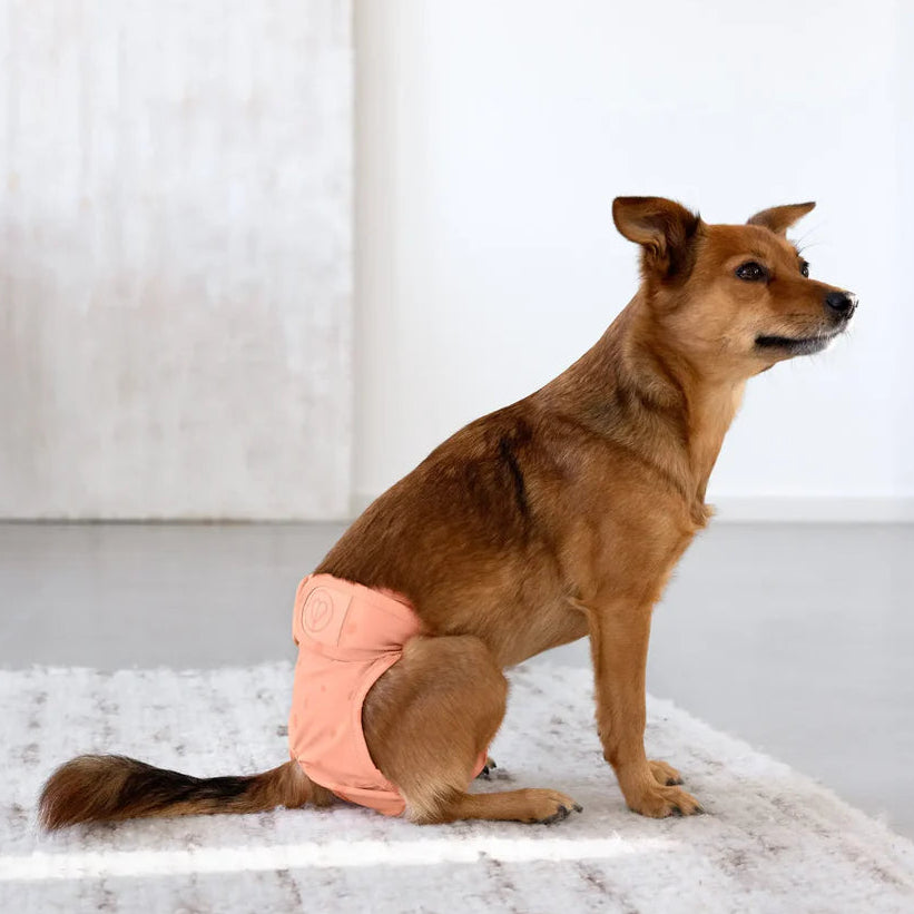 Palopa-Läufigkeitshose-Hundewindel-Glan-Peach-Mood