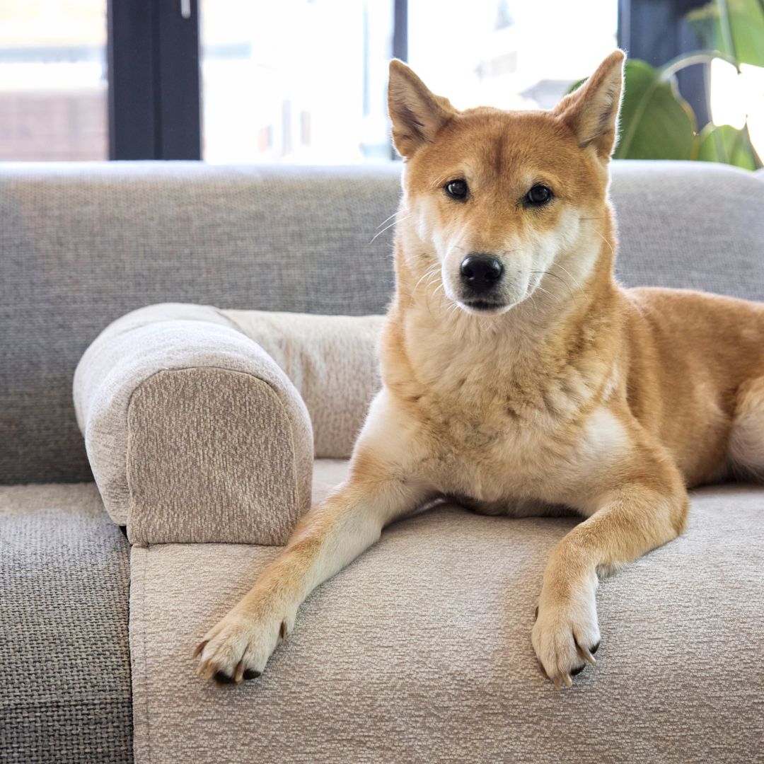Palopa-Sofa-Schutzmatte-Rika-Beige-Hund4