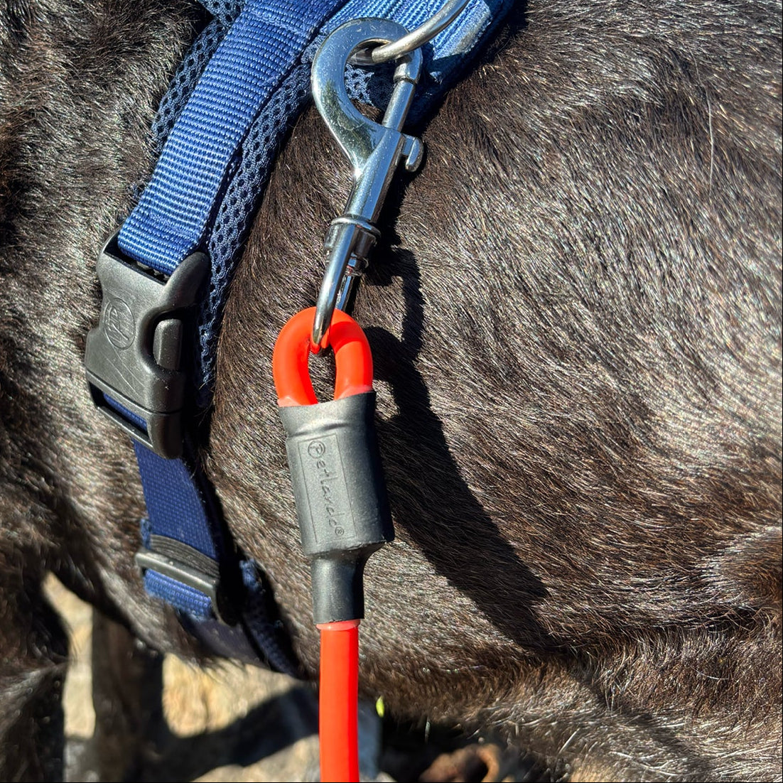 Petlando-Schleppleine-rund-orange-Hund2