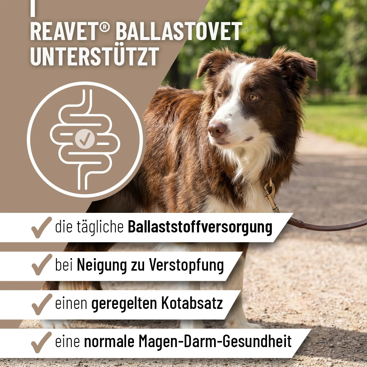 ReaVET-BallastoVET-2