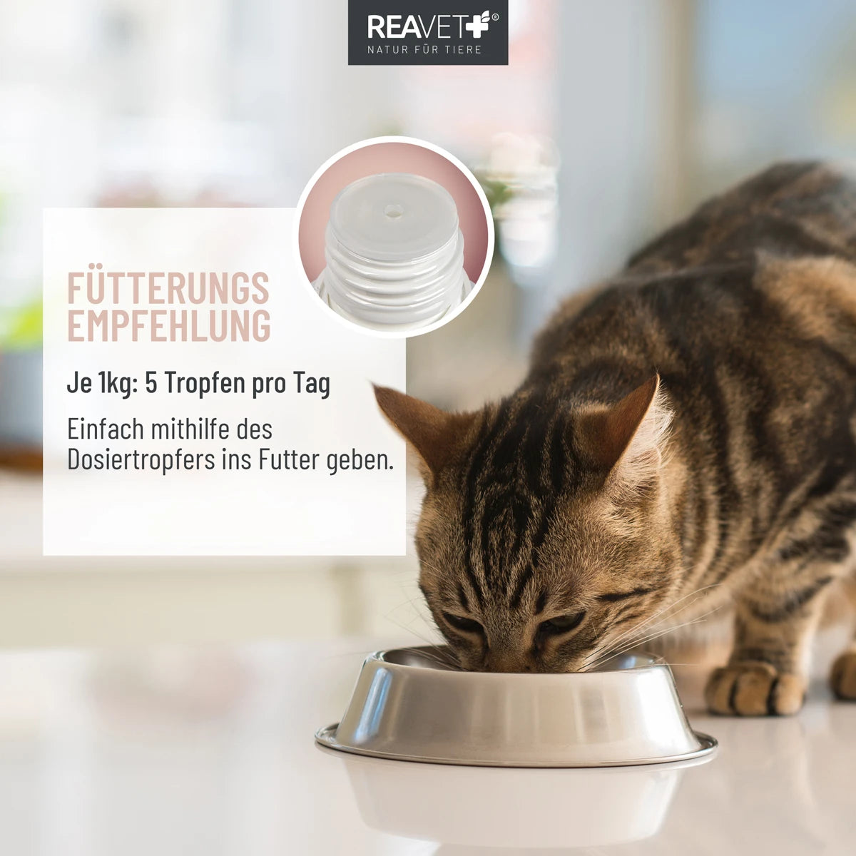 ReaVET-Darmöl-Katzen-Fütterungsempfehlung