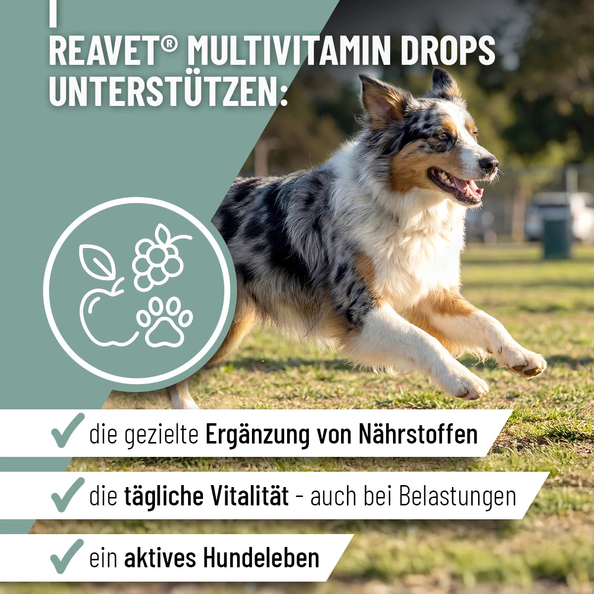 ReaVET-Multivitamin-Drops-2
