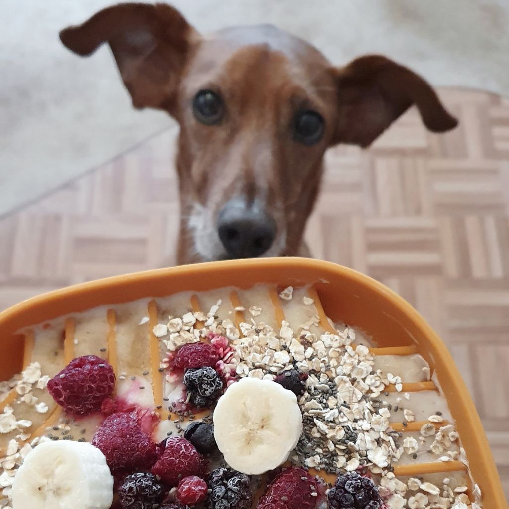 Schleckmatte-Slow-Feeder-Tasty-Amber-Mood2