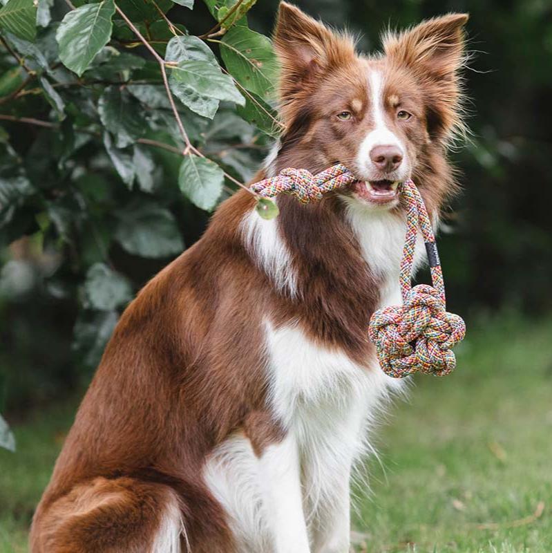 Treusinn-Tau-Spielzeug-Bloomy-Rainbow-Hund