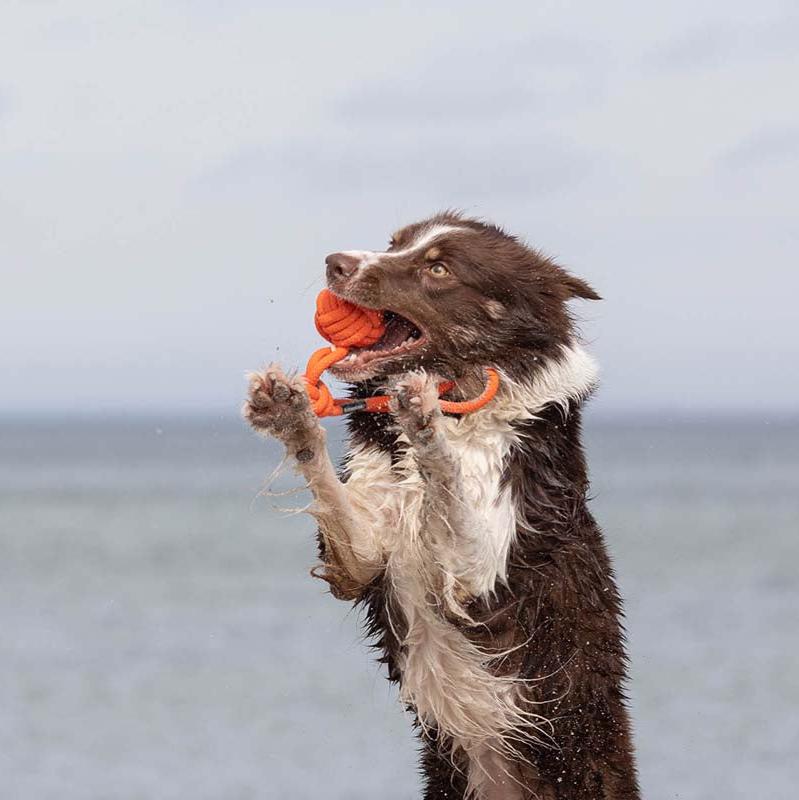 Treusinn-Tau-Spielzeug-Bolly-Orange-Hund