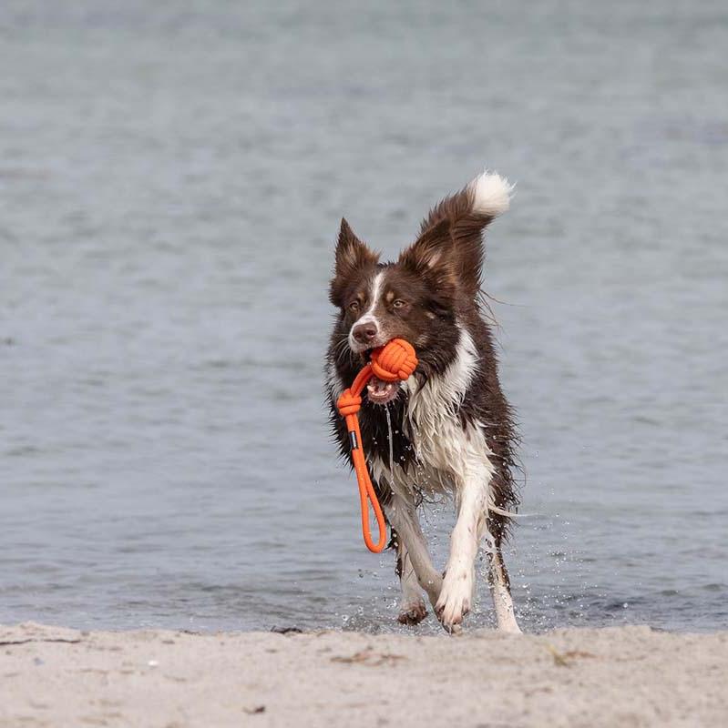 Treusinn-Tau-Spielzeug-Bolly-Orange-Hund2