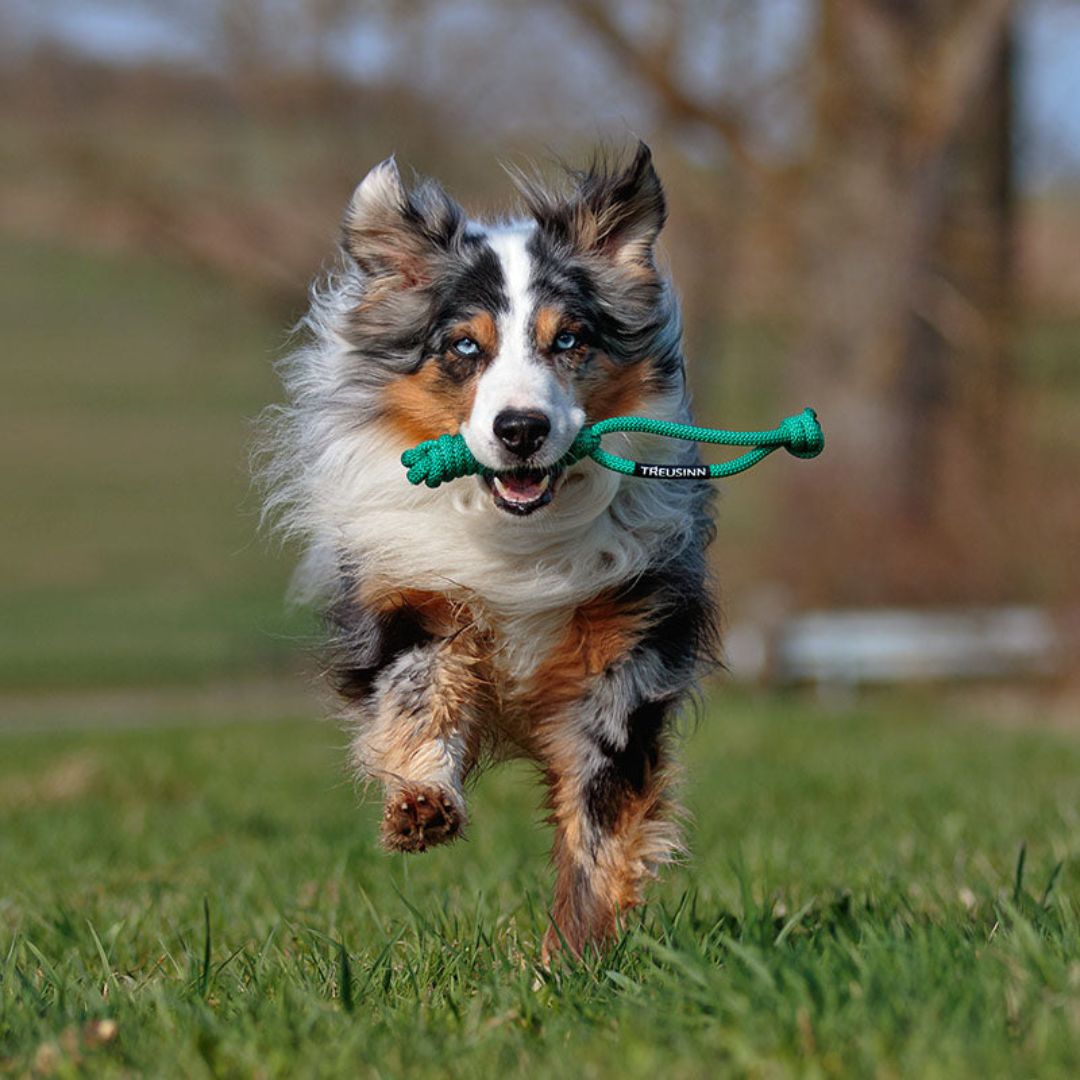 Treusinn-Tauspielzeug-Spiely-Grün-Hund