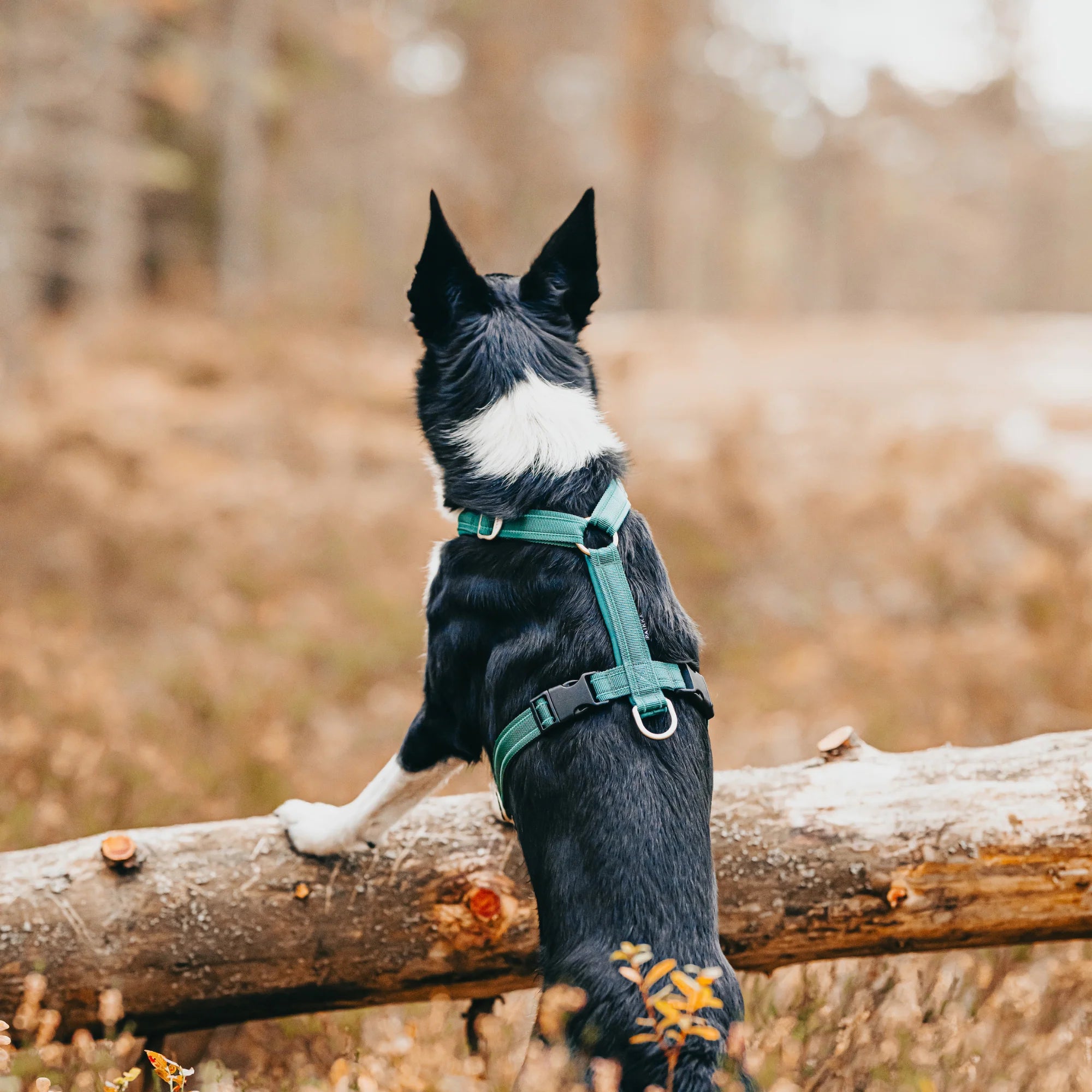 Paikka-Hundegeschirr-Easy-Harness-Emerald-Rücken