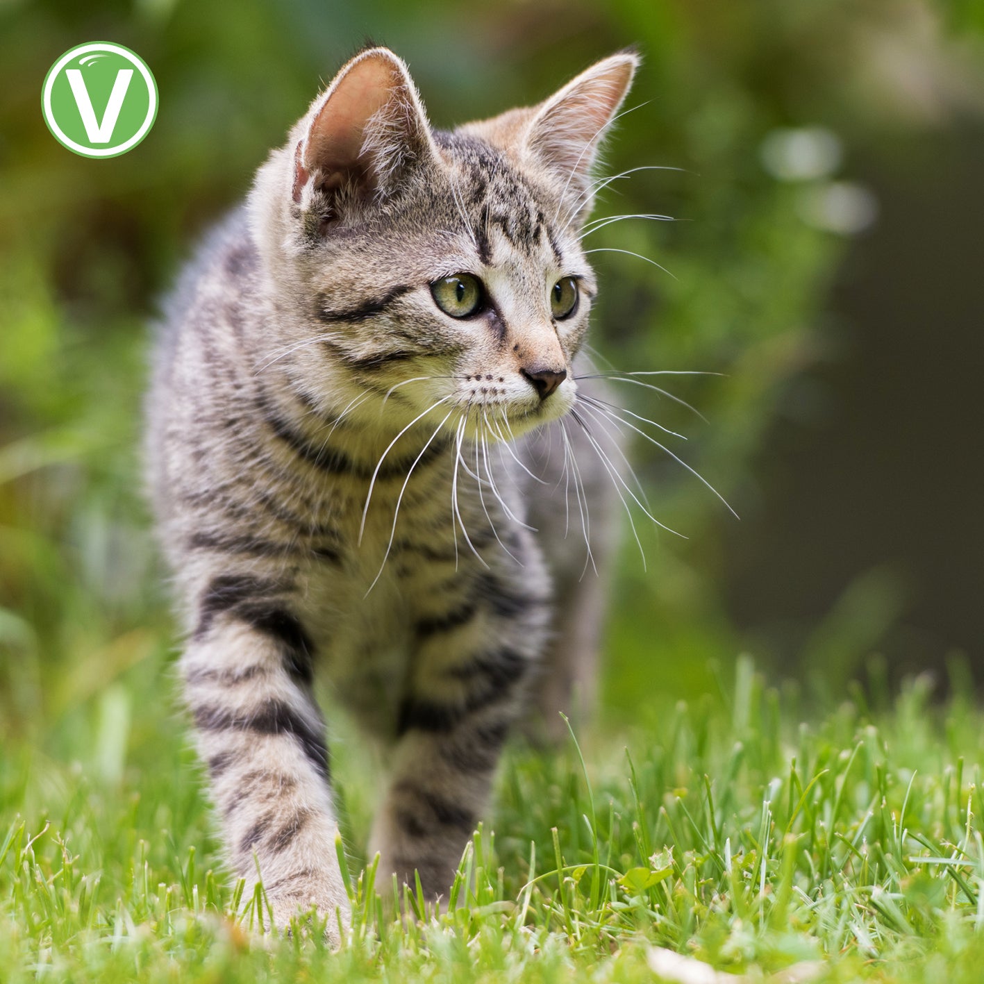 Vetlando-Kokolaurin-Zecken-Floh-Halsband-Katze-5