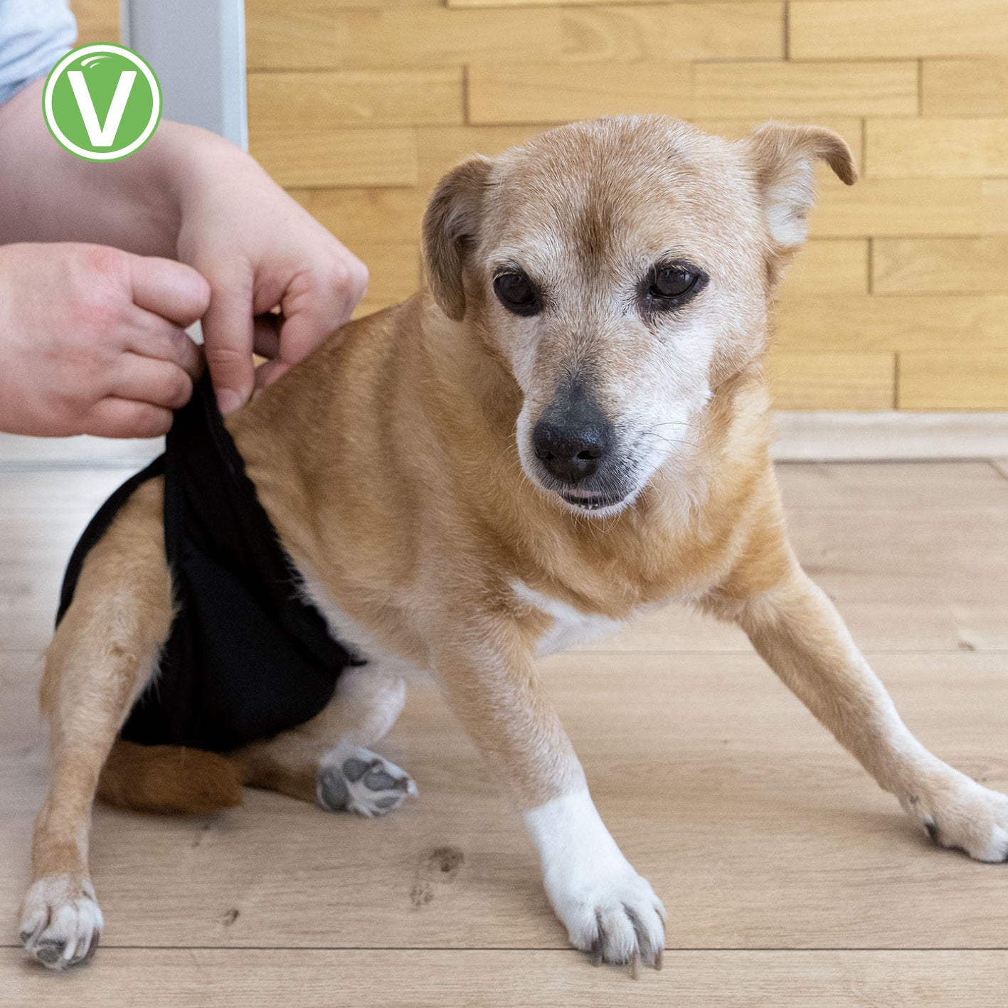 Vetlando-Waschbare-Huendinnenwindel-7