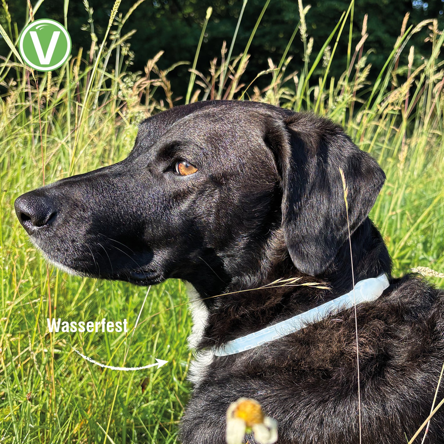 Vetlando-Zecken-Floh-Halsband-Kokolaurin-Hunde-Mood